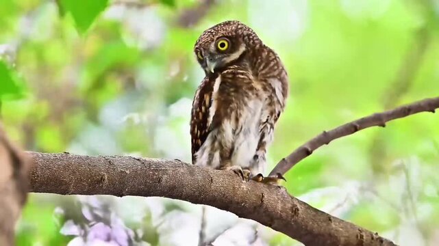Asian Barred Owlet Perched on Tree Branch in Green Foliage