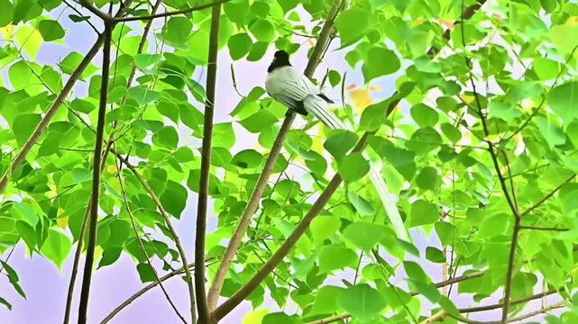 White Morph Male Asian Paradise‑flycatcher Perched Among Bright Green Leaves