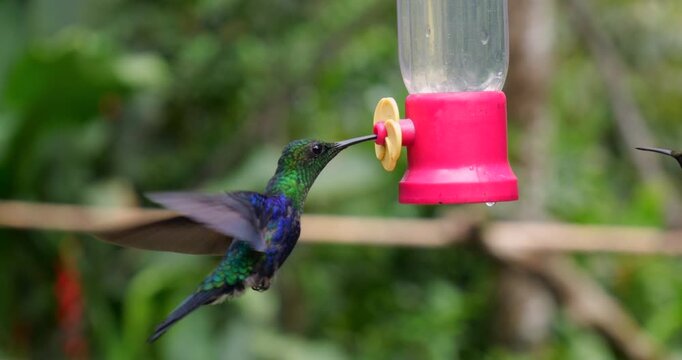 Gorgeted Woodstar Hummingbird (Chaetocercus heliodor) and a Sparkling Violetear (Colibri coruscans) at a hummingbird feeder, filmed in slow motion. Tandapi, western Ecuador