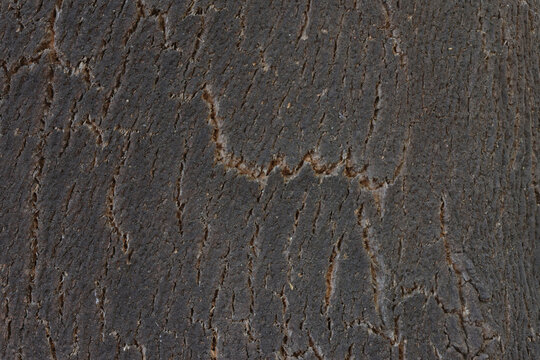 detail of a cork tree trunk
