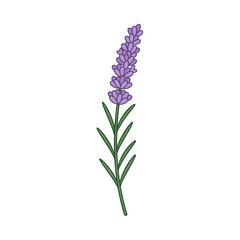 Obraz premium Purple lavender flower stem illustration isolated on white background