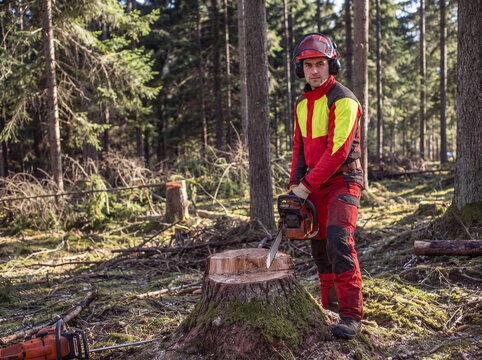 Forstarbeiter mit Kettens&auml;ge an einem frisch gef&auml;llten Baum im Wald