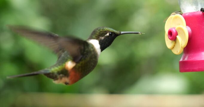 Gorgeted Woodstar Hummingbird (Chaetocercus heliodor) at a hummingbird feeder, filmed in slow motion. Tandapi, western Ecuador