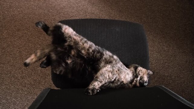 The person touches the sleeping tortoiseshell cat lying on back and wakes up, stretches, and sleep again. Rest place is cozy black office chair at home, top view. Domestic pet relaxation, lazy life.