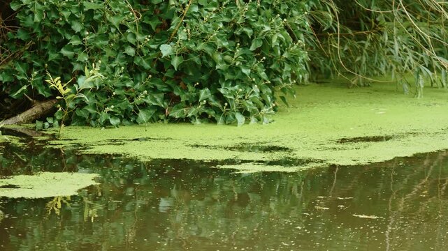Green algae bloom across stagnant pond water beside dense riverside vegetation. Aquatic bacteria and duckweed on polluted water surface. Eutrophication in freshwater ecosystem with lush green plants
