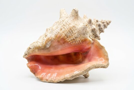Large Queen Conch Shell with Glossy Pink Interior Isolated on White Background for Marine and Coastal Decor