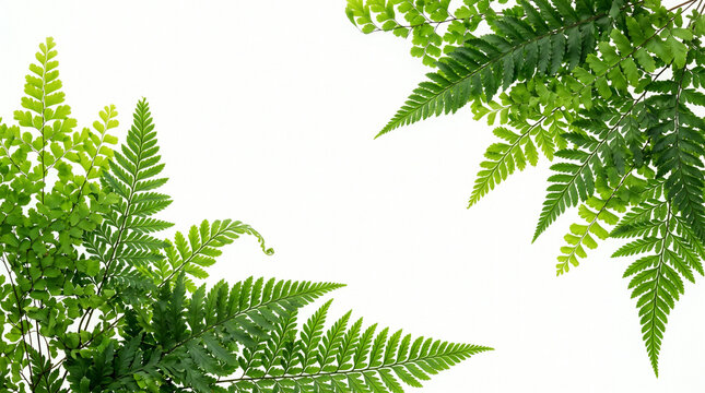 Lush green fern fronds framing bright white background for fresh botanical design elements