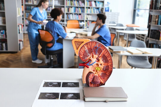 Detailed anatomical model of a kidney showing renal pyramids and nephrons with sonograms on a library desk. Chronic kidney disease, pyelonephritis, and urological ultrasound study