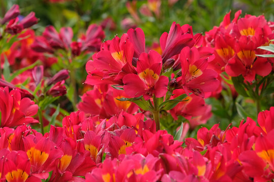 Red Alstroemeria, Peruvian Lily &lsquo;Summer Heat&rsquo; in flower.