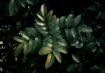 Obraz premium Dark green mahonia leaves macro natural background close up