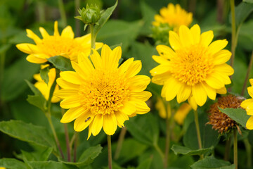 Fototapeta premium Yellow Helianthus sunflower ‘Happy Days’ in flower.