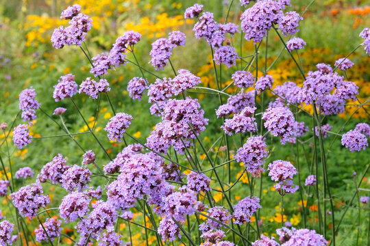 Lilac purple Verbena bonariensis, also known as purple top vervain, clustertop vervain, Argentinian vervain, in flower.