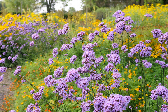 Lilac purple Verbena bonariensis, also known as purple top vervain, clustertop vervain, Argentinian vervain, in flower.