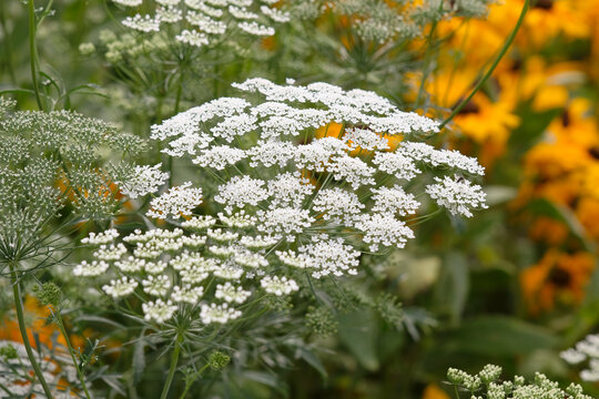 White Visnaga daucoides, or Ammi visnaga, bishop&rsquo;s weed in flower.
