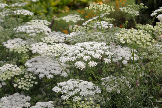 White Visnaga daucoides, or Ammi visnaga, bishop&rsquo;s weed in flower.
