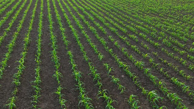 Growing maize plants covering cultivated farmland with regular crop spacing. Healthy corn seedlings advancing through early growth stage on agricultural land. Crop cultivation and agricultural
