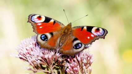 butterfly on a flower © lazalnik