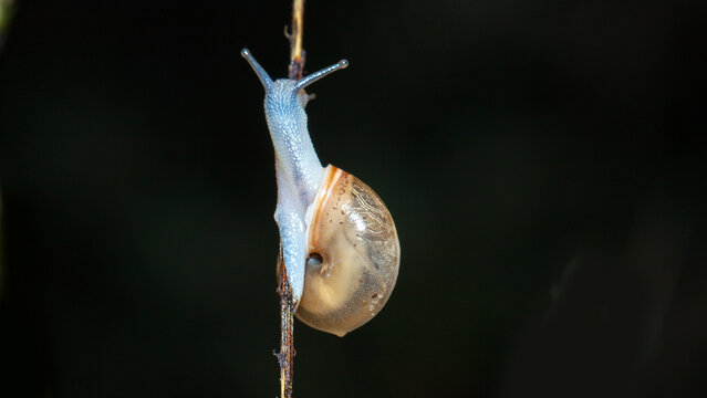 snail on a leaf