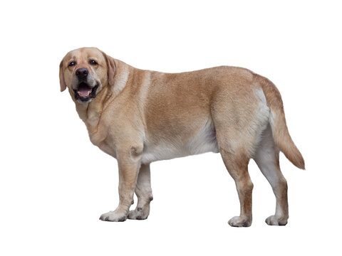 Labrador retriever dog standing in full length isolated on white background