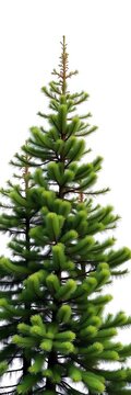 Tall Scotch Pine tree isolated on white background, Nature Photography, Landscape Stock Photos
