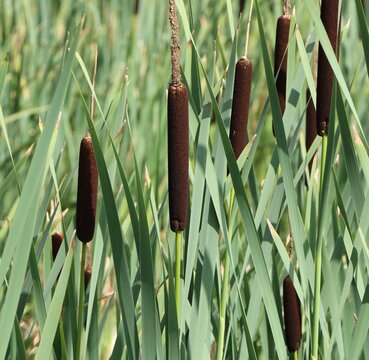 Typha latifolia (broadleaf cattail, bulrush, cat-tail) growing in wetland