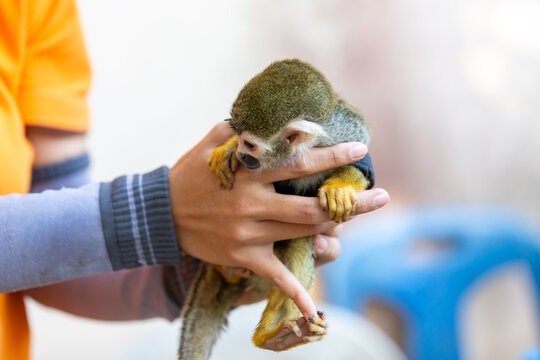 Person holding a small baby squirrel monkey gently in their hands during care.
