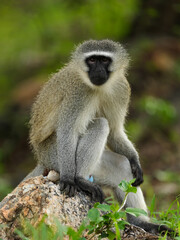 Vervet monkey sitting on a rock, looking towards the camera © Lucas Hiesel