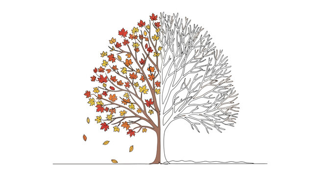 Seasonal Tree Half Autumn Leaves Half Bare Branches Isolated