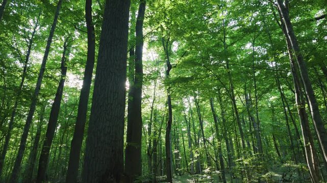 Sunlight shining through green deciduous tree canopy in forest