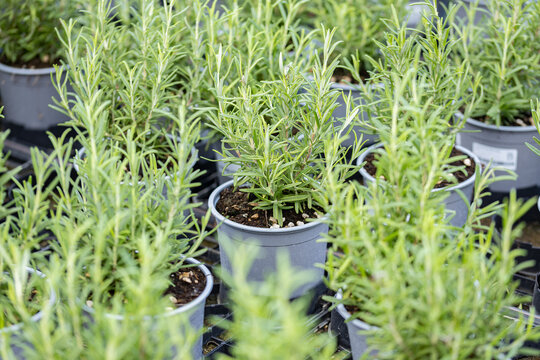Young rosemary plants growing in nursery containers, highlighting horticultural production, herb cultivation and gardening, with culinary relevance as an aromatic Mediterranean herb.