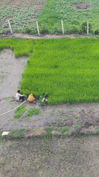 Vertical Aerial View of Indian Farmers Preparing Paddy Fields in Rural India