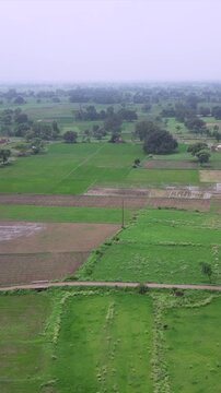 Vertical Aerial View of Indian Farmers Preparing Paddy Fields in Rural India