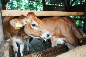 夏の栃木県那須の牛舎で草を一本くわえたジャージー種の子牛の横顔 © nfumi