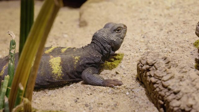 Ornate Spiny-Tailed Lizard Resting on Sandy Ground