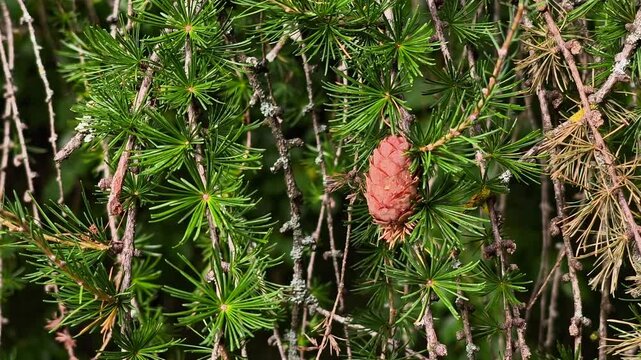 Branch of Larix decidua European larch with soft green needles and a young reddish-pink cone growing in a sunlit mountain environment.