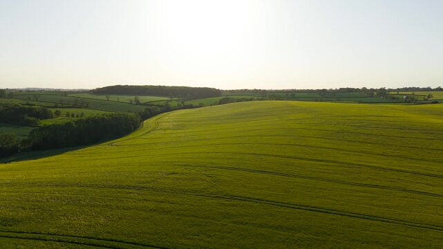 Expansive agricultural field and rural horizon bathing in warm sunlight. Subtle tractor lines crossing thriving crops while woodland edges framing rolling terrain. Spring farmland scenery emphasizing