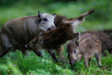 Playful wild boar piglet (Sus scrofa) jumping in mid-air near sow in forest © Branislav