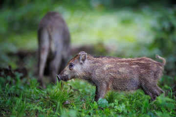 Pair of wild boar piglets (Sus scrofa) foraging together in dense green forest © Branislav