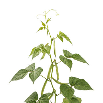 Green bean plant with fresh pods and leaves growing on a stem isolated on a transparent background vegetable