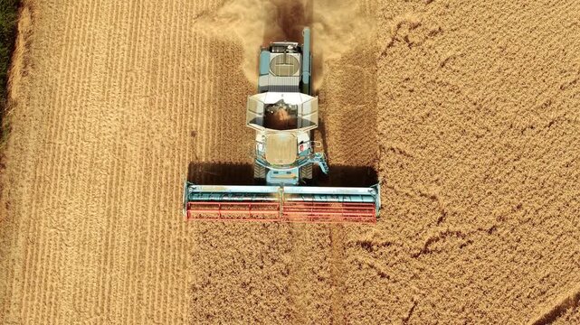 Combine harvester cutting ripe wheat with clean boundary between standing crop and harvested field. Dust rising behind agricultural machine after grain collection. Precision farming cereal harvest and