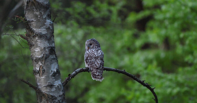 Ural owl (Strix uralensis) perched on a branch near a birch tree in green spring forest