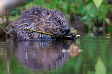 Eurasian beaver (Castor fiber) eating a wooden branch in water with reflection © Branislav