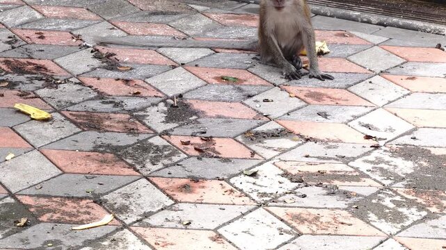 A monkey's paws and legs on a patterned paved surface with debris and water spots
