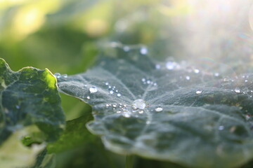 water drops on a leaf © Anika T B
