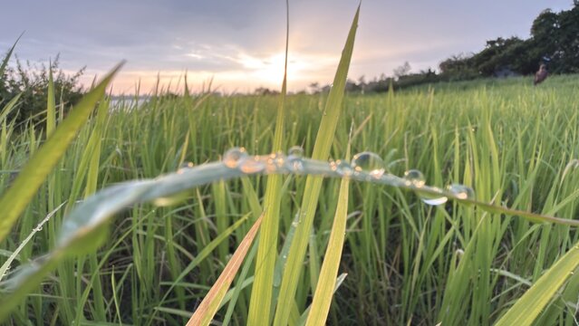 Morning dew drops glisten on lush green grass during sunrise