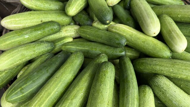 A large heap of fresh green cucumbers with water droplets