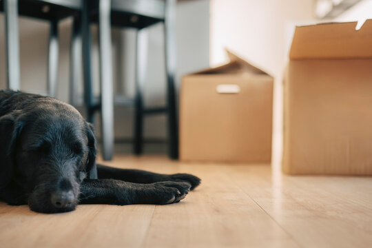Dog sleeping on hardwood floor in new apartment