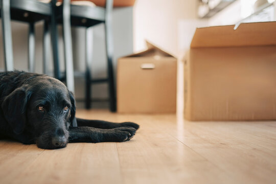 Dog resting on hardwood floor at home