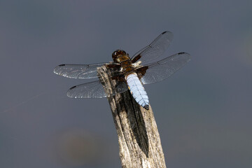 Libellule déprimée, © JAG IMAGES
