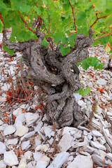 Fototapeta premium Très vieux cep de vigne sur de la lauze
